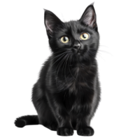 Portrait of a fluffy black cat with piercing yellow eyes, looking attentive and curious against a transparent background. png