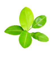 groen banaan boom met vers blad Aan transparant achtergrond, een banaan fabriek met groen bladeren Aan achtergrond,. png