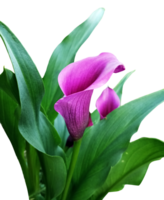 Purple calla lily flower isolated with clipping path png