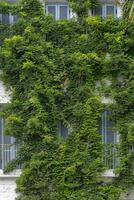 The facade of the building is covered with a climbing green photo