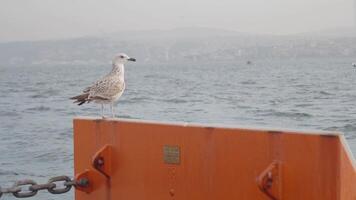 A Seagull Is Seen Perched on an Orange Boat Set Against Foggy Skies in the Background video