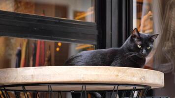 A Charming Black Cat is Relaxing Comfortably on a Round Table with Grace and Serenity video