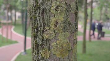 Tree bark with vibrant lichen is beautifully depicted in a serene park inviting exploration video