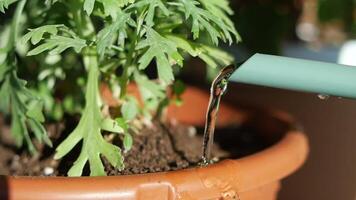 pouring water from watering can. Slow motion. video