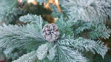 A Frosted Pine Cone resting delicately upon an Evergreen Branch, natures artwork on view video