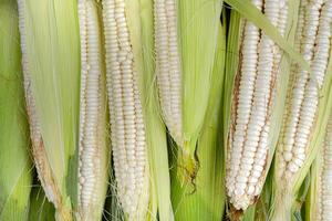 A bunch of corn cobs are shown in a row photo