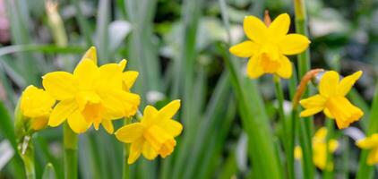 Beautiful yellow daffodils. The beginning of spring. photo