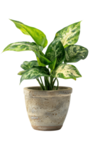 Green and White Variegated Houseplant in a Rustic Pot png