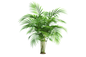 Green Palm Tree Isolated on White Background png