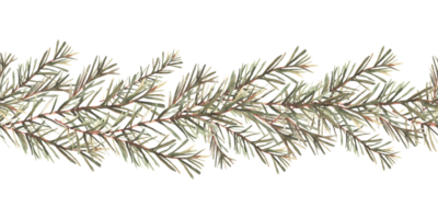 Pine or fir tree branches seamless border, pattern. Spruce evergreen with needles. Winter forest watercolor Christmas tree twig painted illustration for fabric, wrapping paper on isolated background png