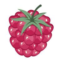 Fresh red raspberry isolated on white background. Fruit sticker. Raspberry texture. Whole Juicy berry close up. Fresh ripe fruit top view. Organic food. illustration vector