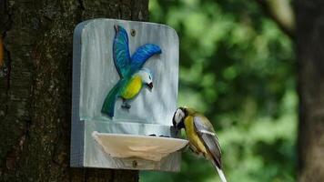 A great yellow tit flew to a feeder with seeds, pecks, flies deftly slow motion video