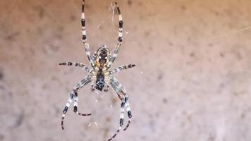 predatory striped spider hangs on a web and chews on its prey video