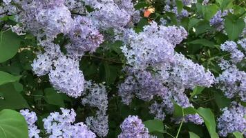 lush lilac flowers sway in the wind zoom in video