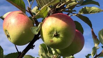 green apples with red sides ripen on the branches of an apple tree in a garden against the sky video