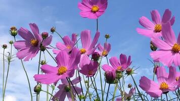 cosmos flowers on tall legs sway in the wind against the sky, low angle view video
