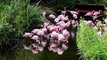 Flamingos courting just in advance of mating season. Flamboyance of Flamingo During Mating Season, doing mating Dance during mating season on the lake in the National park video