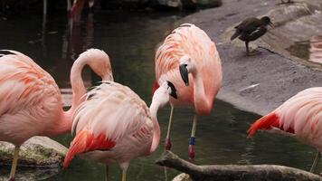 Flamingos courting just in advance of mating season. Flamboyance of Flamingo During Mating Season, doing mating Dance during mating season on the lake in the National park video