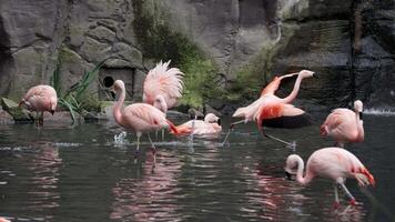 Flamingos courting just in advance of mating season. Flamboyance of Flamingo During Mating Season, doing mating Dance during mating season on the lake in the National park video