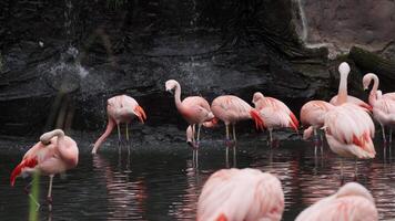 Gorgeous pink flamingos on the lake. Lot of flamingos hibernate in warm areas waiting to return home. American flamingo or Caribbean flamingo is looking for food in water video