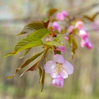 Spring flowering of sakura. Background for a festive wedding greeting card and wedding invitation. photo