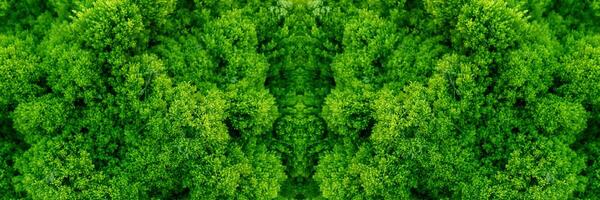 Decorative green moss. photo