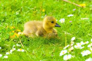 Resting in the Nesting Grounds of Native Ducks photo