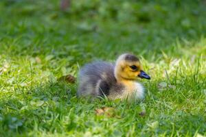 Duckling on the Grass photo