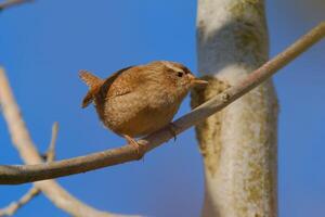 Stillness Captured The Tranquil Wren Bird photo