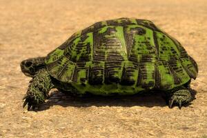 Shell Exploring the Unique Beauty of the Rare Gopher Tortois photo