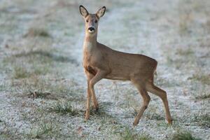 Stands gracefully in a field surrounded by gentle deer photo