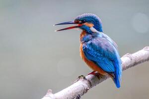 The Serenity of Kingfisher Perch photo