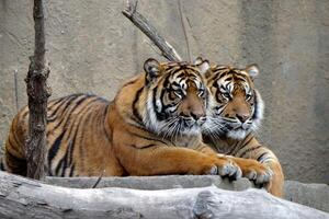 Resting Royals A Pair of Bengal Tigers Lounging photo