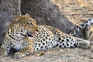 Leopards Lounging at the Base of a Tree photo