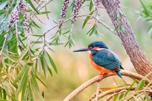 Resting on a branch of a kingfisher photo