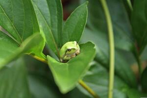 Silent Sentinels Tree Frogs' Watchful Vigil photo