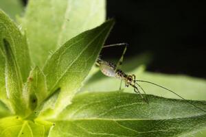 Grasshopper on Green Nature's Harmony on the Stem photo
