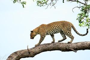 Leopards Descend From Tree Canopy to Jungle Floor photo