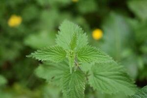 The Splendor of Nettle Leaves Nature's Elegance Unveiled photo