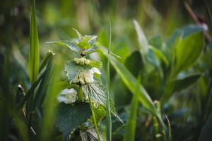 The Stinging Nettle Flower A Hidden Gem in Nature's Garde photo