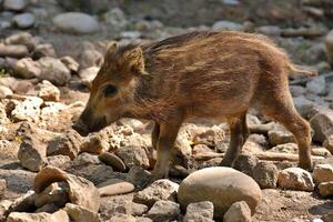 Exploring Piglet Pioneers Wild Adventures on Rocky Terrain photo