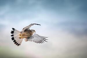 Flying in the sky of the eagle photo
