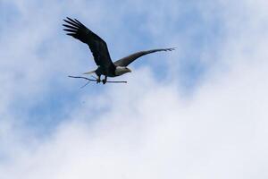 Gathering Hay to Build a Bald Eagle's Nest photo
