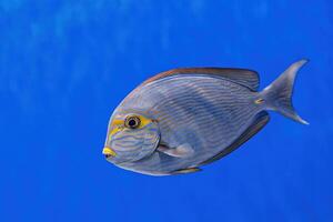 Underwater shot of fish Acanthurus mata photo
