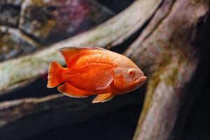 Underwater photography of Oscar fish fish photo