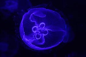 macro of a beautiful jellyfish aurelia aurita photo