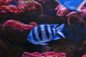 Underwater shot of fish Abudefduf saxatilis photo