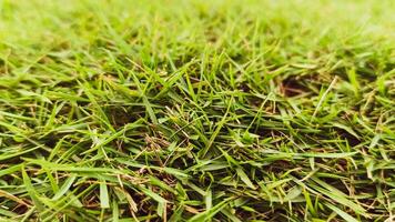 Close up view of green grass photo