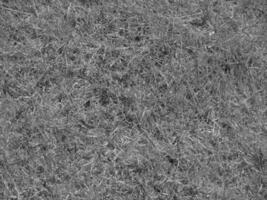 Green grass background, summer lawn, field close view. Black and white monochrome photo