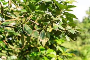 Avocado tree in garden photo